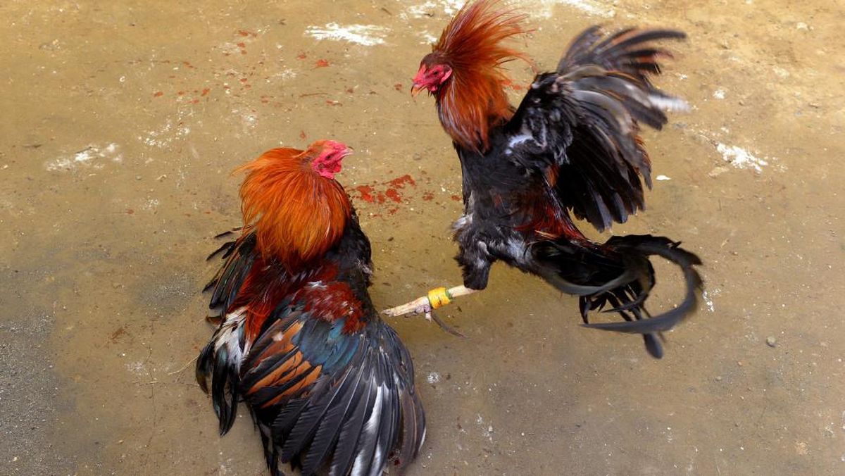 Sabung Ayam Live: Panduan Lengkap dan Strategi Menang Terbaru
