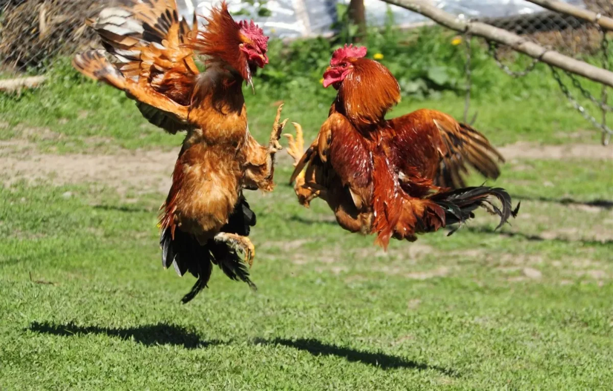 Taruhan Sabung Ayam: Panduan Lengkap dan Strategi Terbaik untuk Pemula